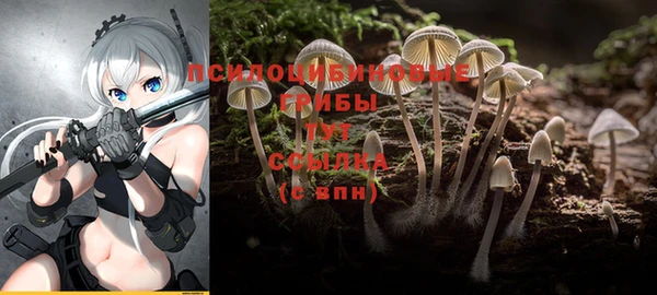 ПСИЛОЦИБИНОВЫЕ ГРИБЫ Алексин
